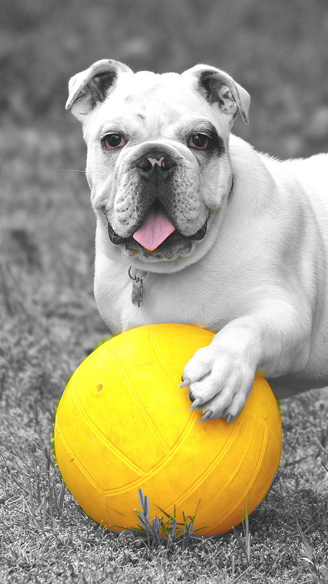 Bulldog iPhone 12 Wallpaper.