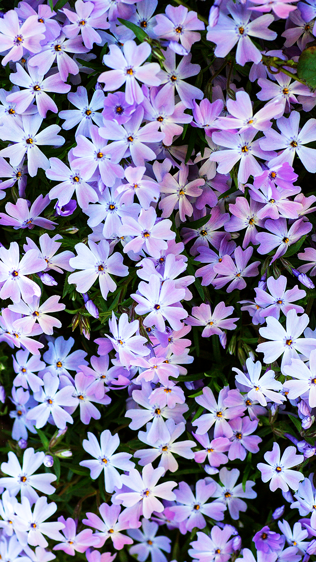 flowers iPhone 12 Wallpaper.