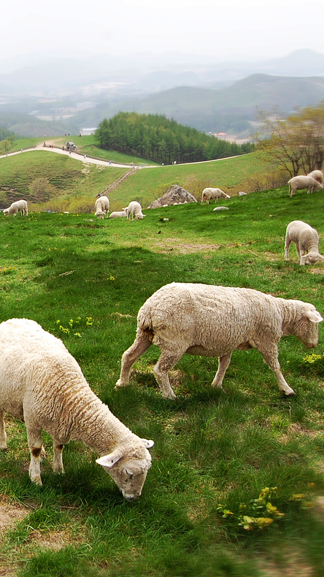 Just Grazing iPhone 12 Wallpaper.