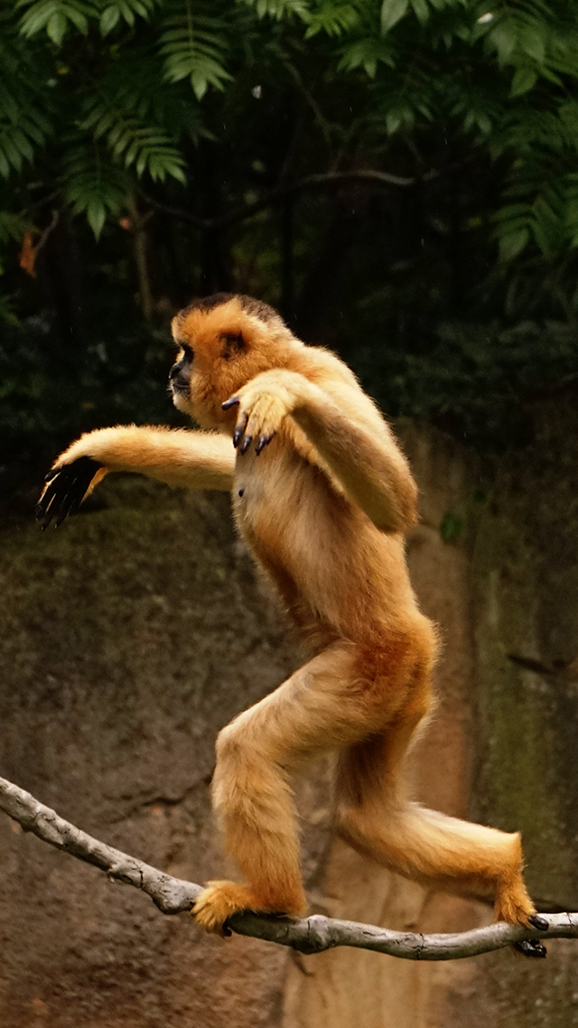 Spider Monkey iPhone 12 Wallpaper.