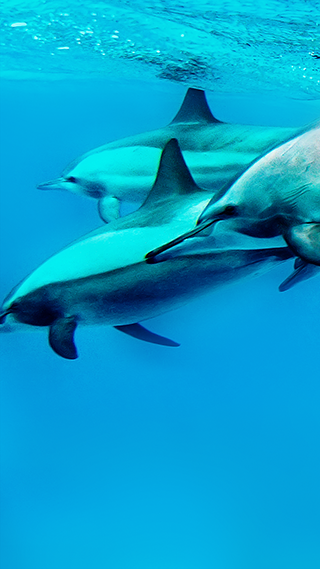 Dolphins