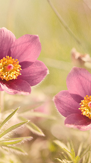 Pasque Flower