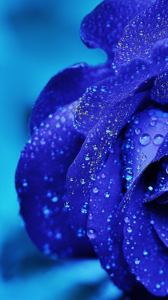 Blue Rose iPhone 13 Pro Max Wallpaper.