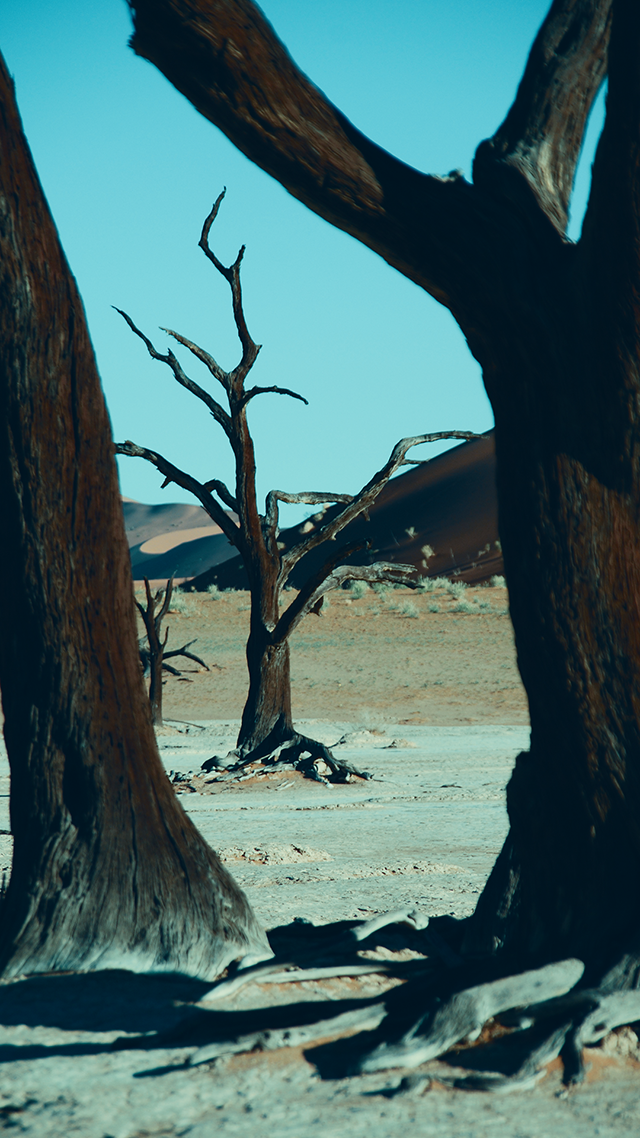 Creepy Trees iPhone 13 Pro Max Wallpaper.