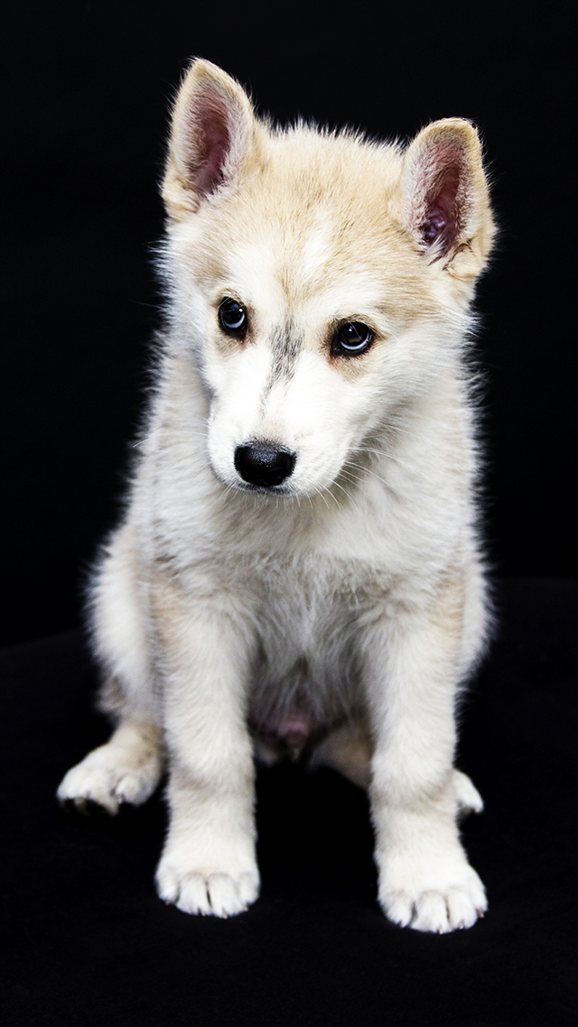 Cutest Puppy iPhone 13 Pro Max Wallpaper.