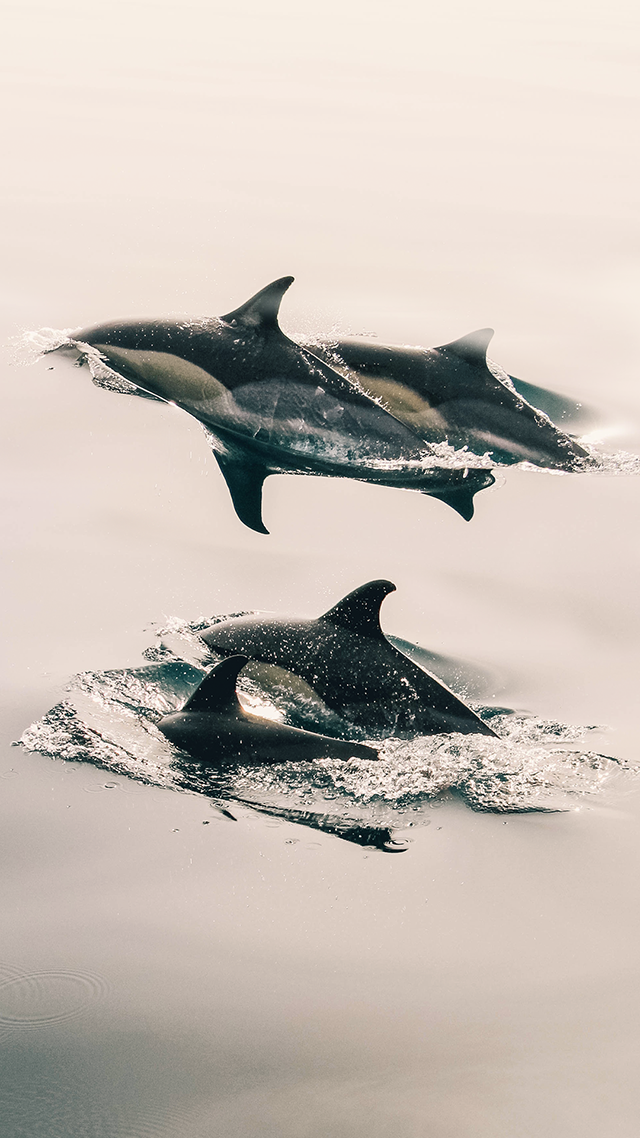 Dolphins Swimming iPhone 13 Pro Max Wallpaper.