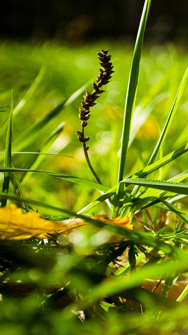 Grassy iPhone 13 Pro Max Wallpaper.