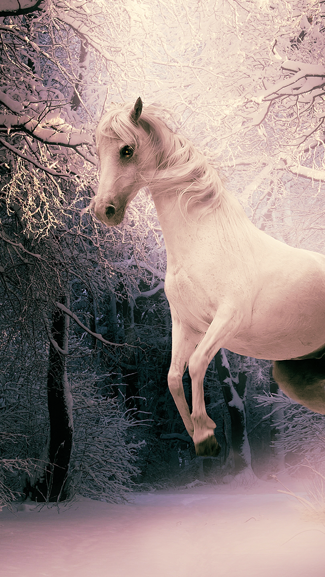 Horse Wallpaper iPhone 13 Pro Max Wallpaper.