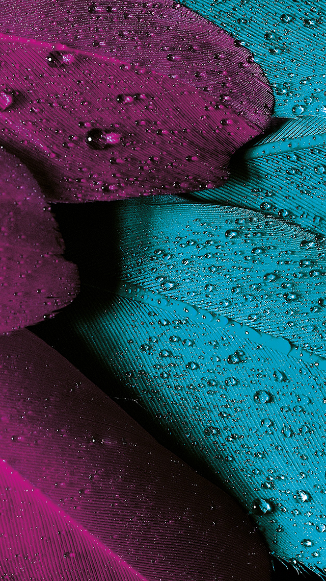 Plumage iPhone 13 Pro Max Wallpaper.