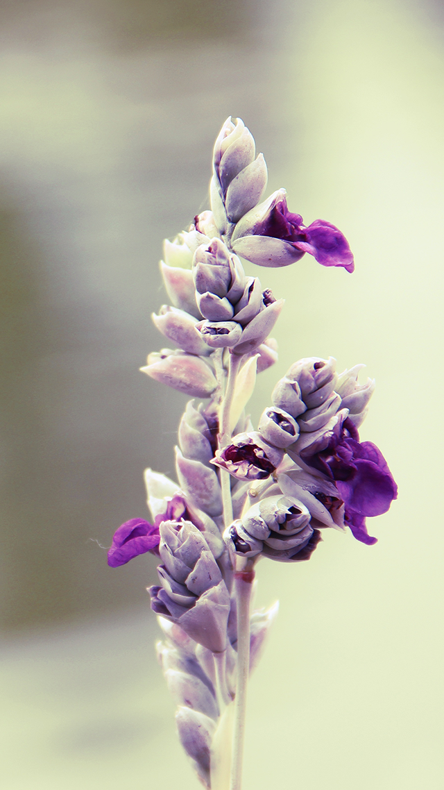 Pretty Flower iPhone 13 Pro Max Wallpaper.