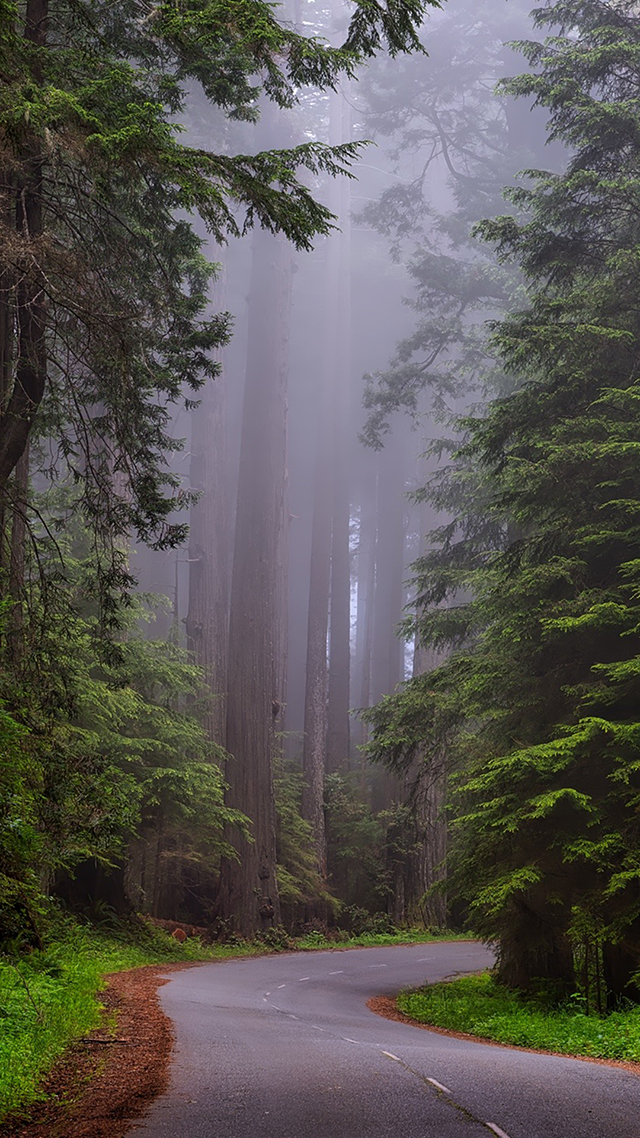 Redwood Park iPhone 13 Pro Max Wallpaper.