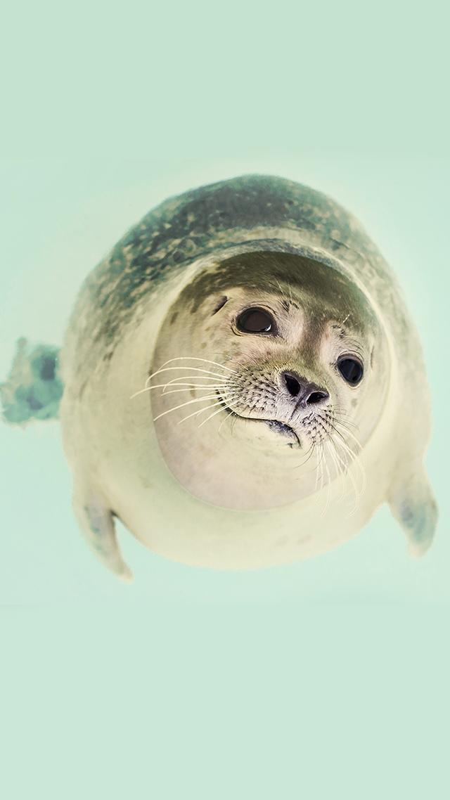 Seal Pup iPhone 13 Pro Max Wallpaper.