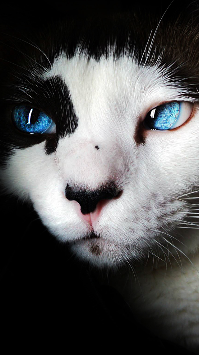 Siamese Cat iPhone 13 Pro Max Wallpaper.