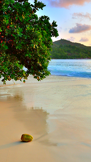 Beach Shore Line Home Screen and Lock Screen Wallpaper