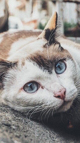 Bell Kitten Home Screen and Lock Screen Wallpaper
