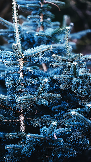 Blue Spruce Home Screen and Lock Screen Wallpaper