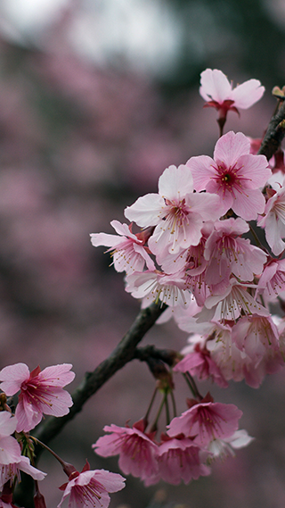 Cherry Blossom Flowers iPhone Home Screen Wallpaper 4K