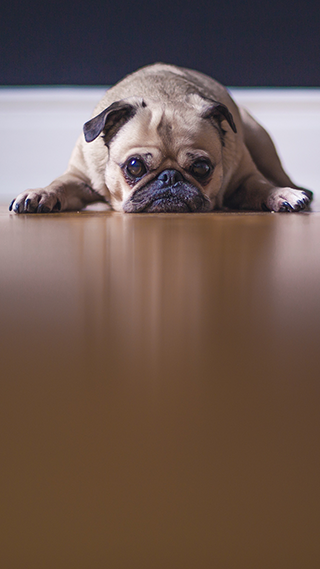 Cute Pug iPhone Screen Background