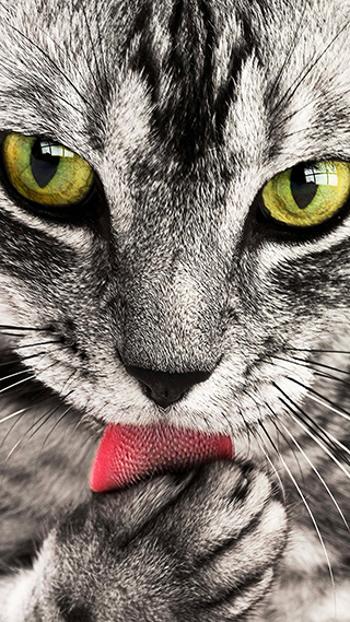 Kitten iPhone Screen Background