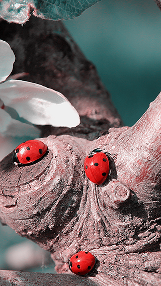 Ladybugs iPhone Theme Wallpaper