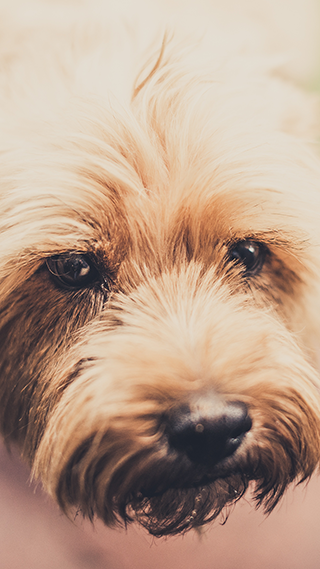 Love Pup iPhone XR Wallpaper