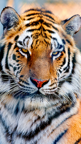 Majestic Tiger iPhone Screen Background
