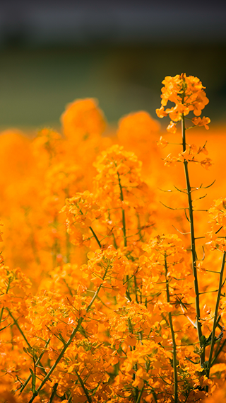 Oilseed Flowers Apple iPhone Wallpaper 4K