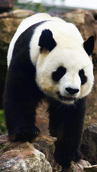Panda Bear Cute Wallpaper For Phone
