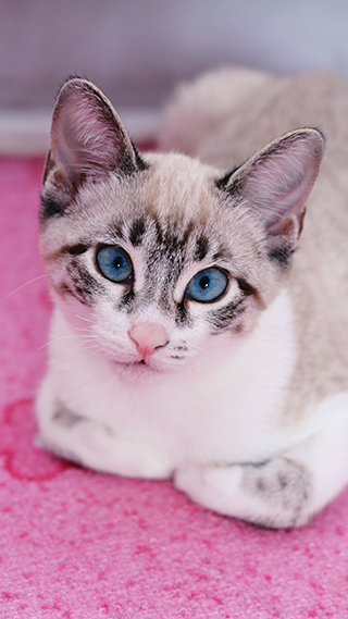 Siamese Kitty Wallpaper Design For Phone