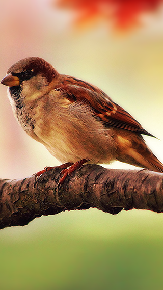 Sparrow iPhone Screen Background