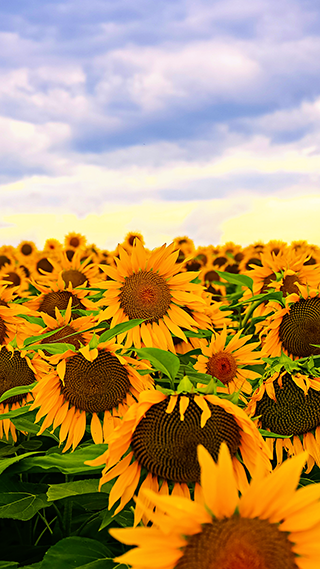 Sunflowers 4K iPhone Background