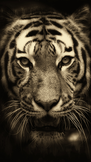 Tiger iPhone Original Wallpaper