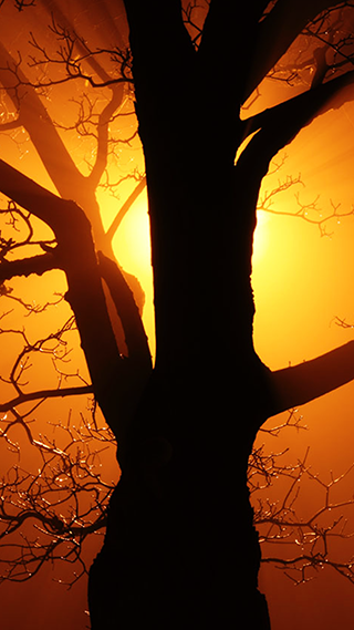 Tree Sunset iPhone XR Wallpaper