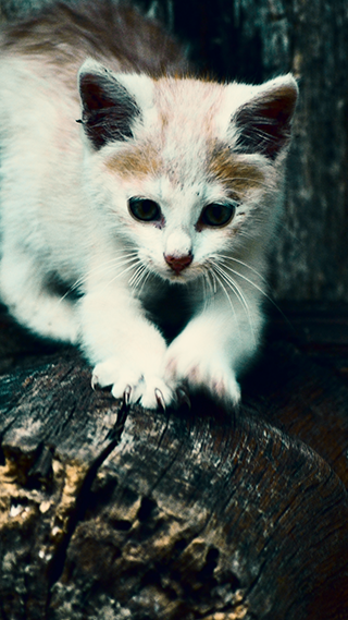 Vintage Kitty 4K iPhone Background