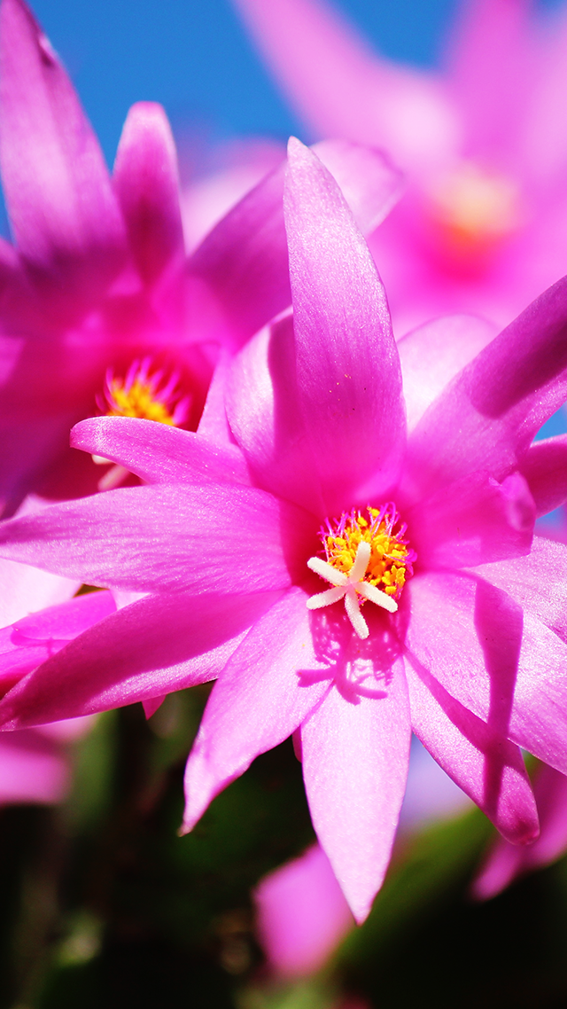 Cactus Flowers Home Screen Background iPhone