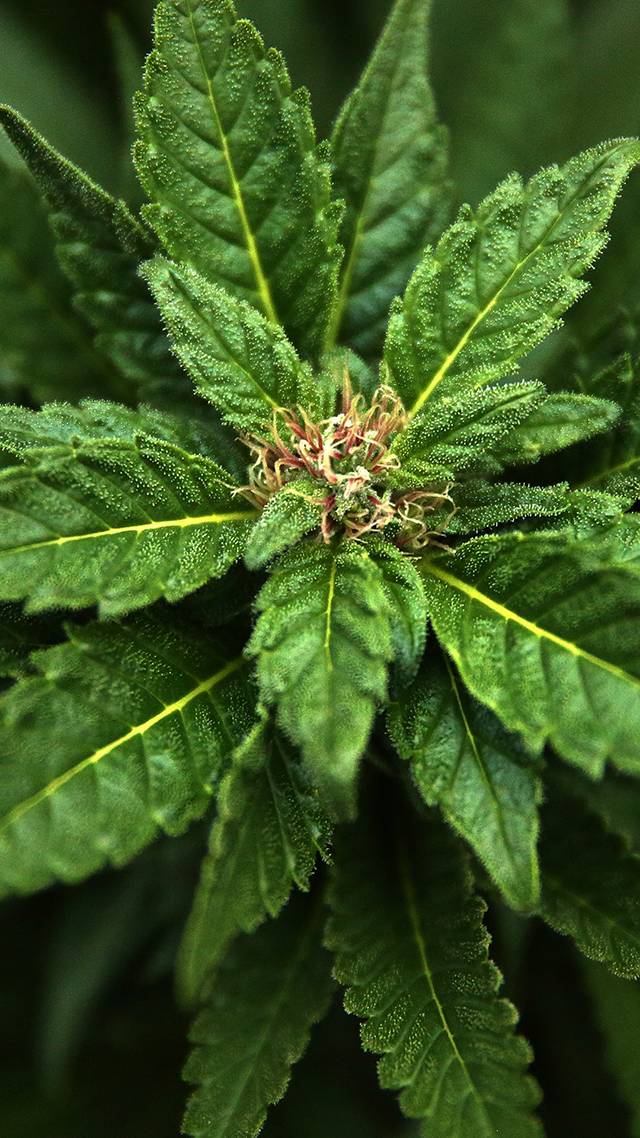 Chronic 4K Wallpaper For iPhone