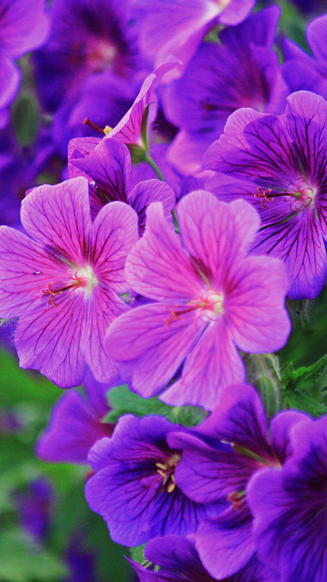 Cranesbill Flowers iPhone Wallpaper Download