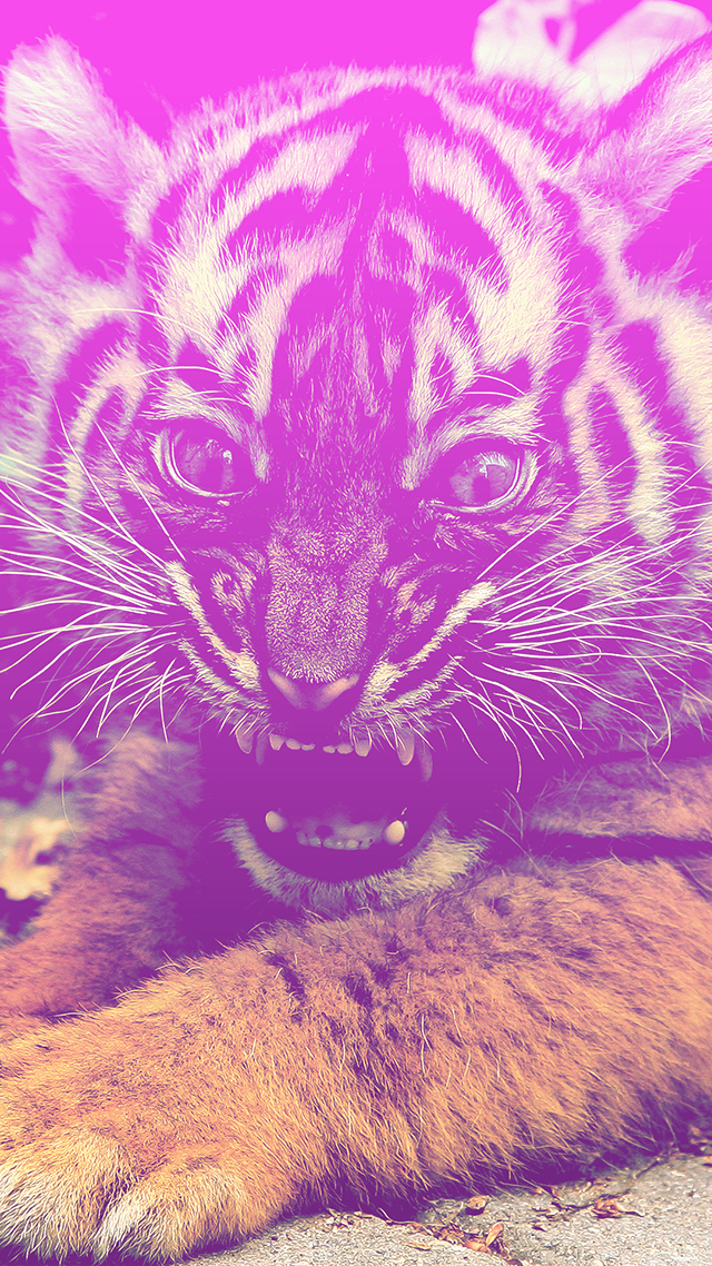 Crazy Cat iPhone Screen Background