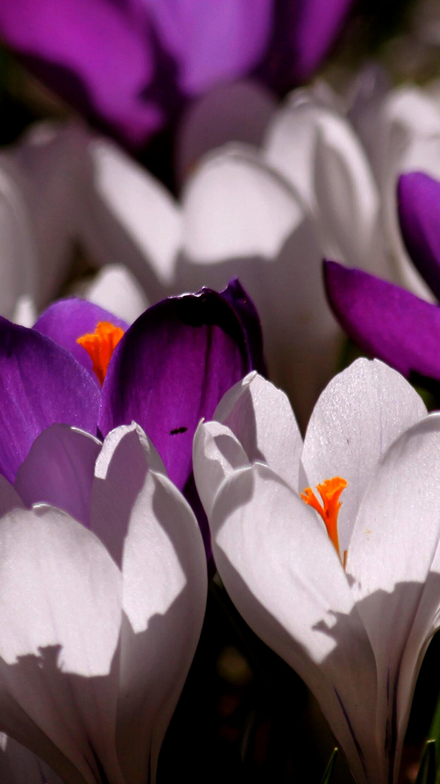 Crocus Flowers 4K iPhone Background