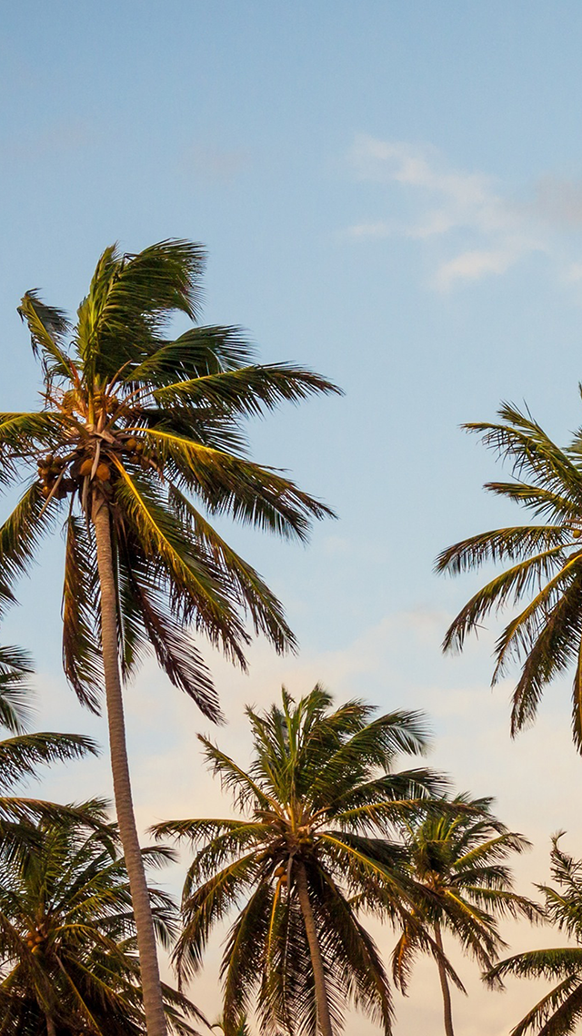 Florida iPhone Screen Background
