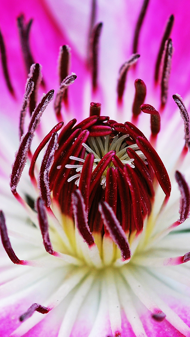 Flower 4K Wallpaper For iPhone