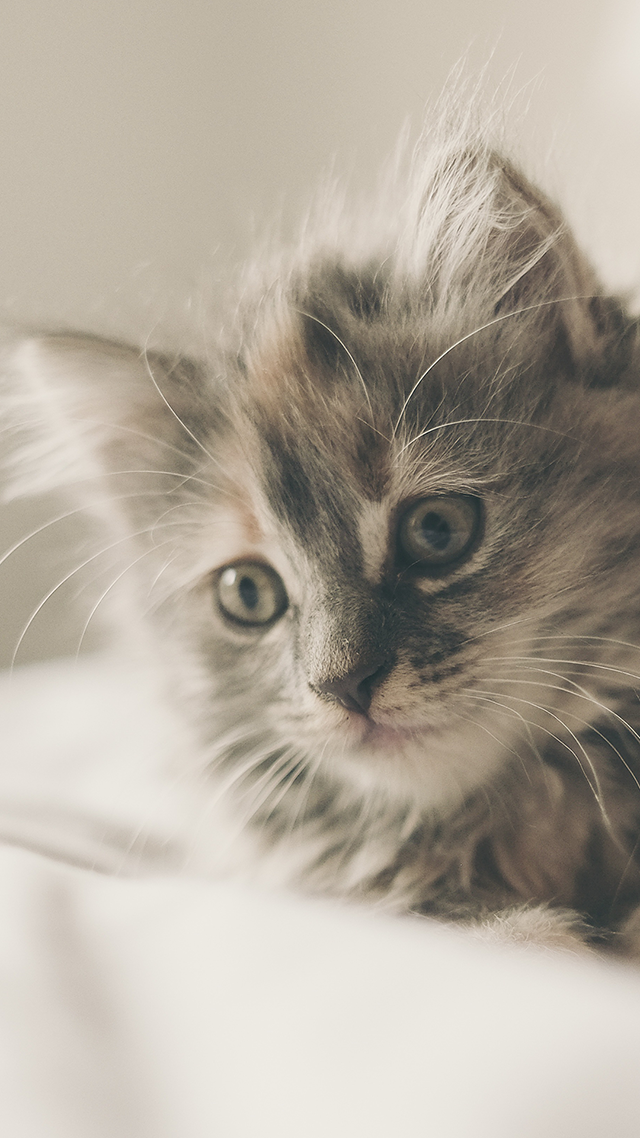Kitten Sweet Android Mobile Wallpaper