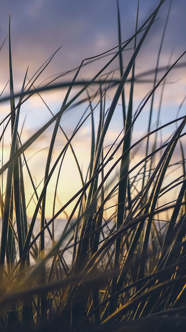 Sea Grass Home Screen Background iPhone
