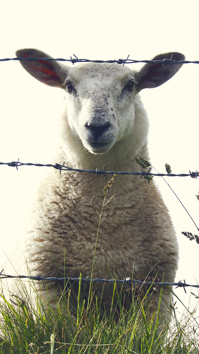 Sheep iPhone Wallpaper Download