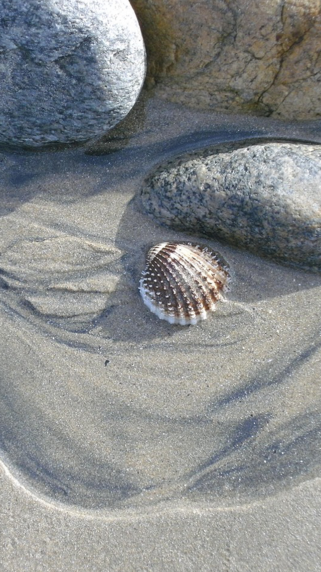 Shelly Beach Android Mobile Wallpaper