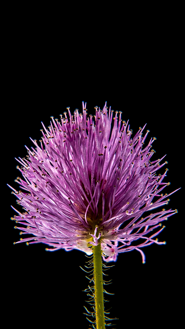 Simple Flower Android Mobile Wallpaper