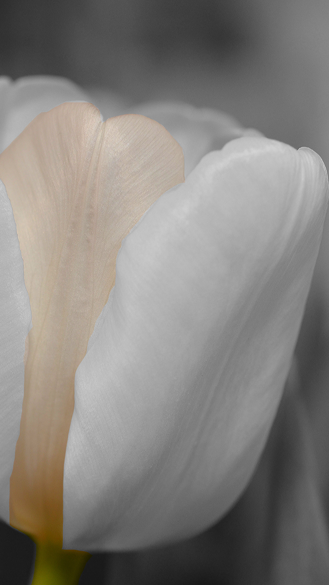 White Flower Bud Phone Wallpaper