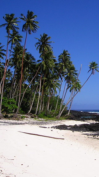 Palm Trees