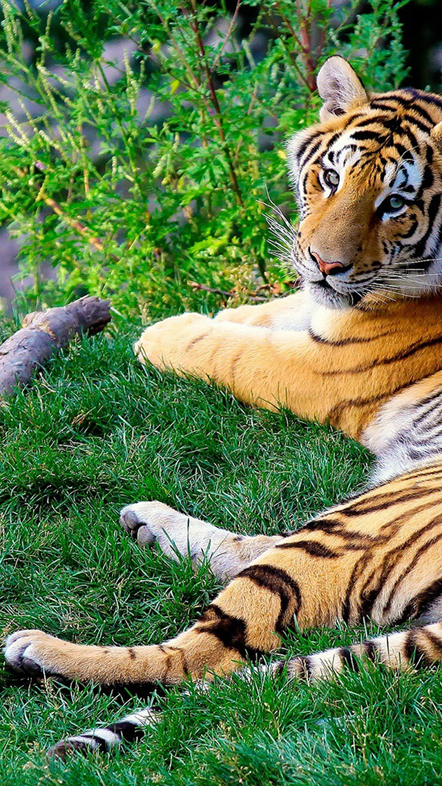 Bengal Tiger Color Wallpaper for Samsung.