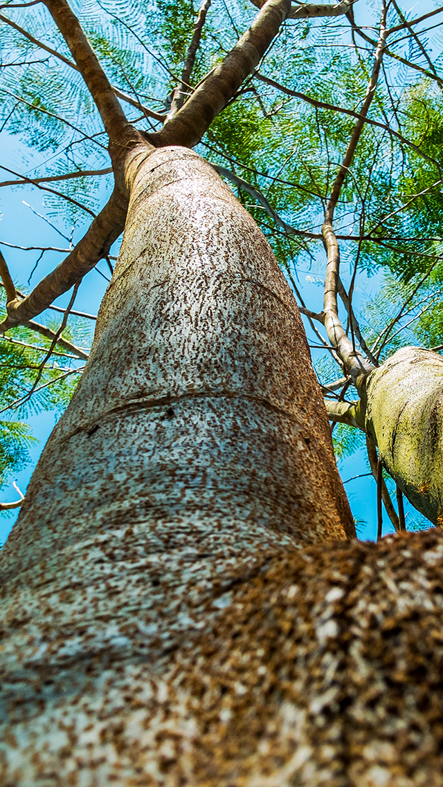 Stumped Wallpaper for Samsung.